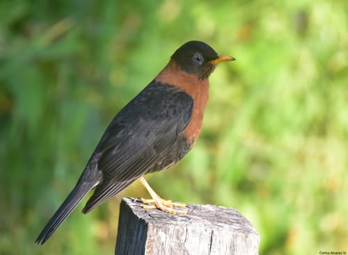 Rufous-collared Robin