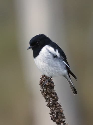 Hooded and Dusky Robins