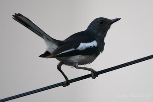 Oriental Magpie-Robin (Northern)