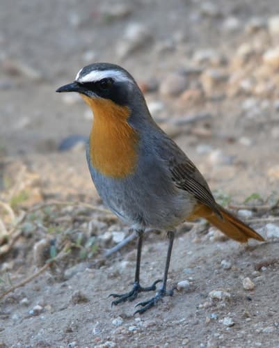 Dessonornis Robin-Chats