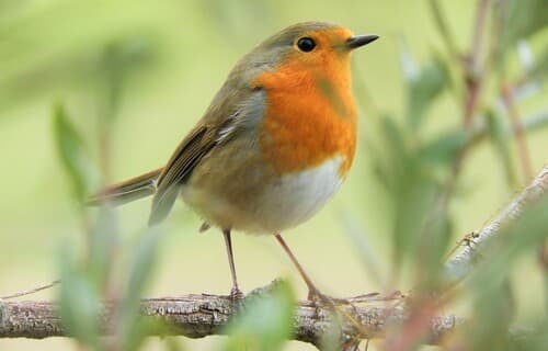 Eurasian Robin