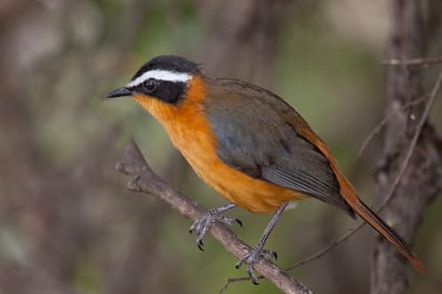 White-browed Robin-Chat