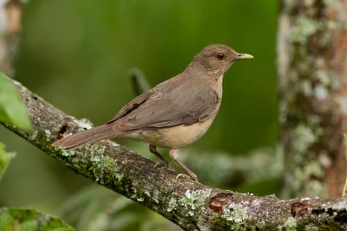Clay-colored Thrush
