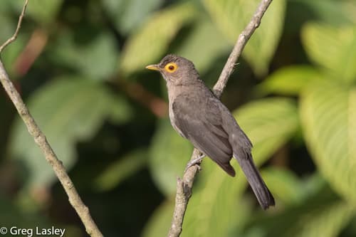 Spectacled Thrush