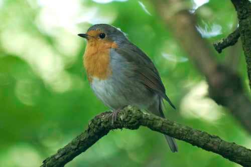 European Robins