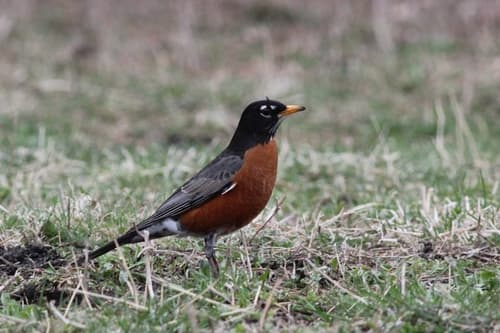 Newfoundland Robin