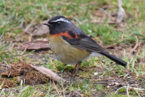Collared Bush-Robin