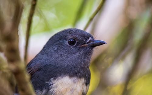 Mainland South Island Robin