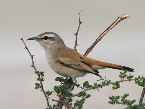 Kalahari Scrub-Robin