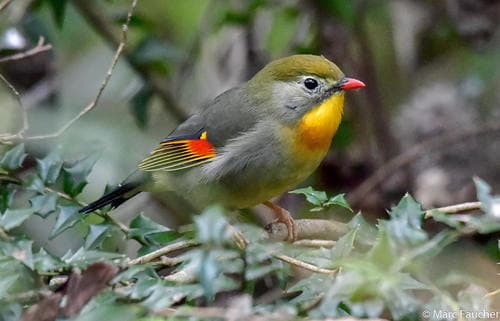 Red-billed Leiothrix