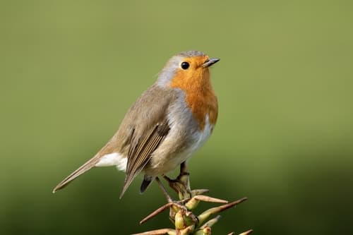 European Robin