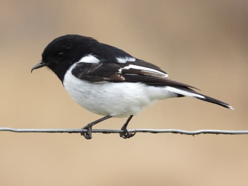 Hooded Robin