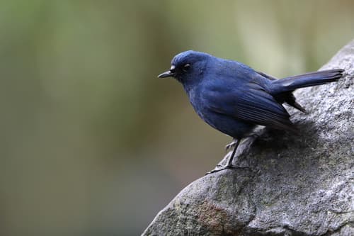 Southeast Asian Blue Robins