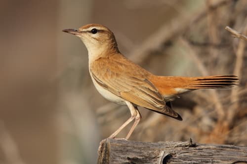 Afro-Eurasian Scrub-Robins
